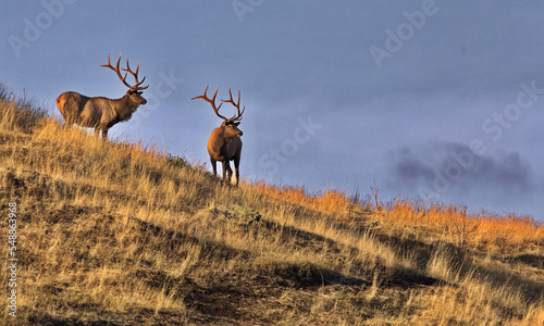 Bull elk pair on slope along Prairie Drive at Bison Range, formerly National Bison Range, on Flathead Indian Reservation