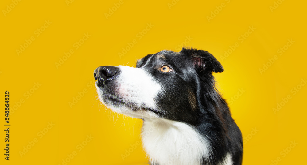 Fototapeta premium Profile attentive and concentrate border collie dog looking side. Isolated on yellow background
