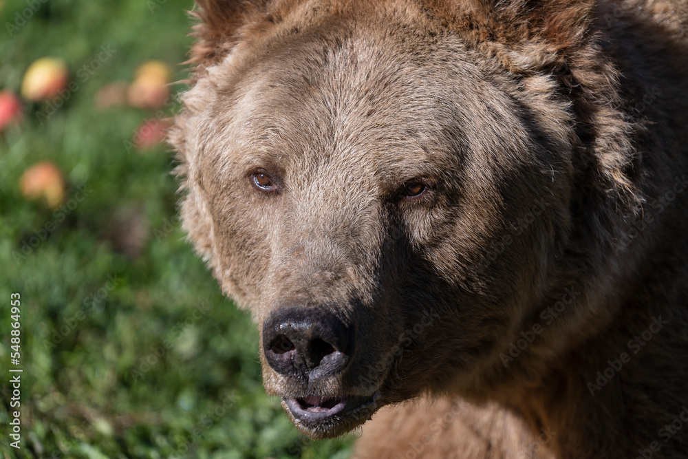 Fototapeta premium Brown bear face in the Carpathian mountains on a autumn day, close up. Ukraine