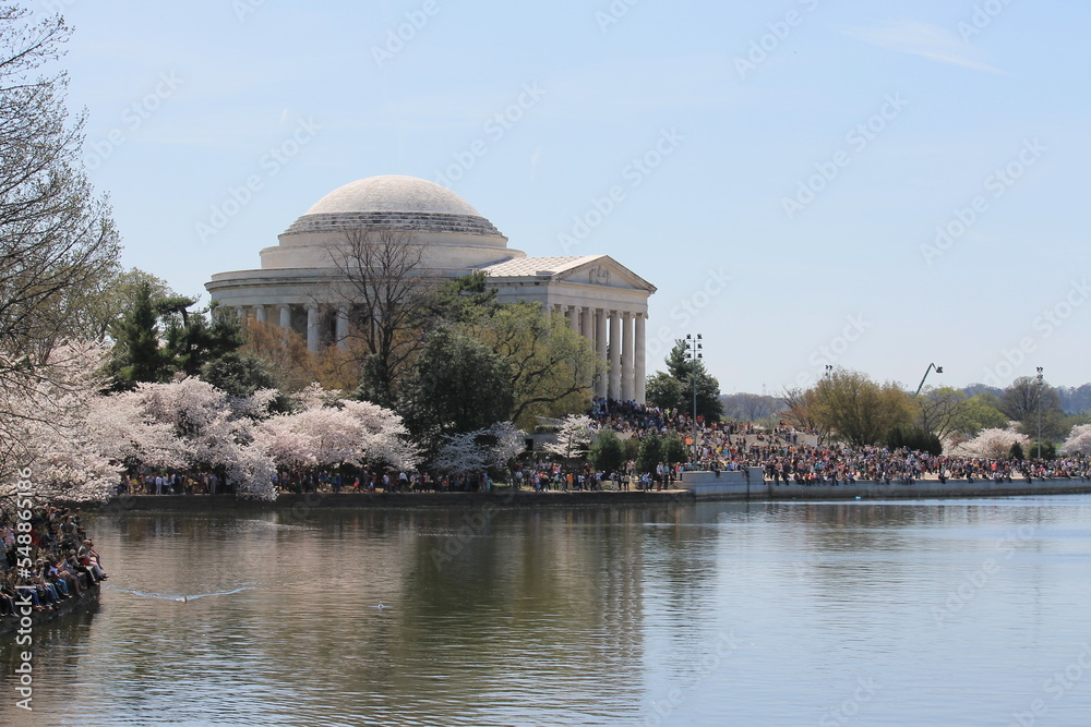 cherry blossom time in DC cherry blossom time in DC