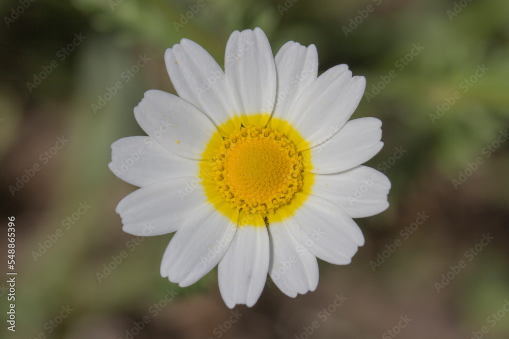 Fototapeta premium flor amarilla y blanca, manzanilla