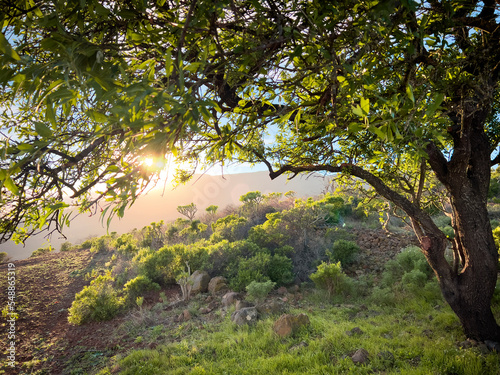 dreamlandscape - beautiful tree

