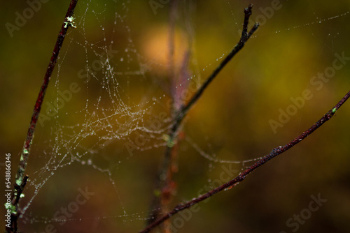 autumn on spider web