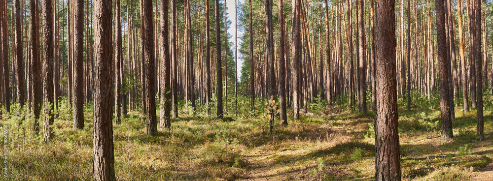 Morning sun in the pine forest Morning sun in the pine forest