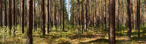 Wallpaper Mural Morning sun in the pine forest Torontodigital.ca
