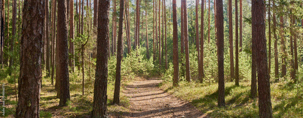 Obraz premium Morning sun in the pine forest