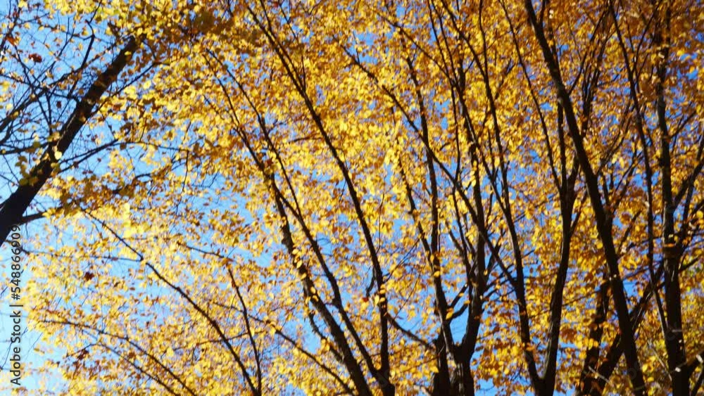 leaves falling from autumn trees. Crowns of trees against the blue sky. leaves falling from autumn trees. Crowns of trees against the blue sky.