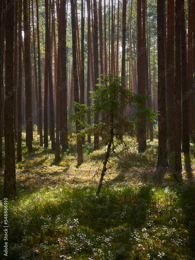Fototapeta premium Morning sun in the pine forest