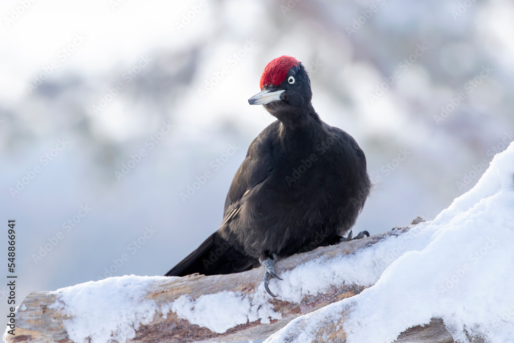 Black woodpecker, Dryocopus martius perched on a snowy tree trunk Black woodpecker, Dryocopus martius perched on a snowy tree trunk