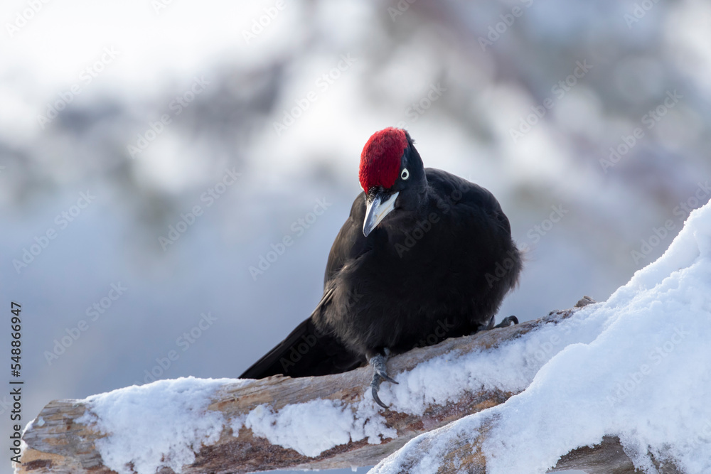 Black woodpecker, Dryocopus martius perched on a snowy tree trunk