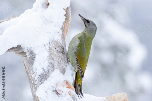 Female grey-headed woodpecker (Picus canus) erched on a snowy tree trunk photo