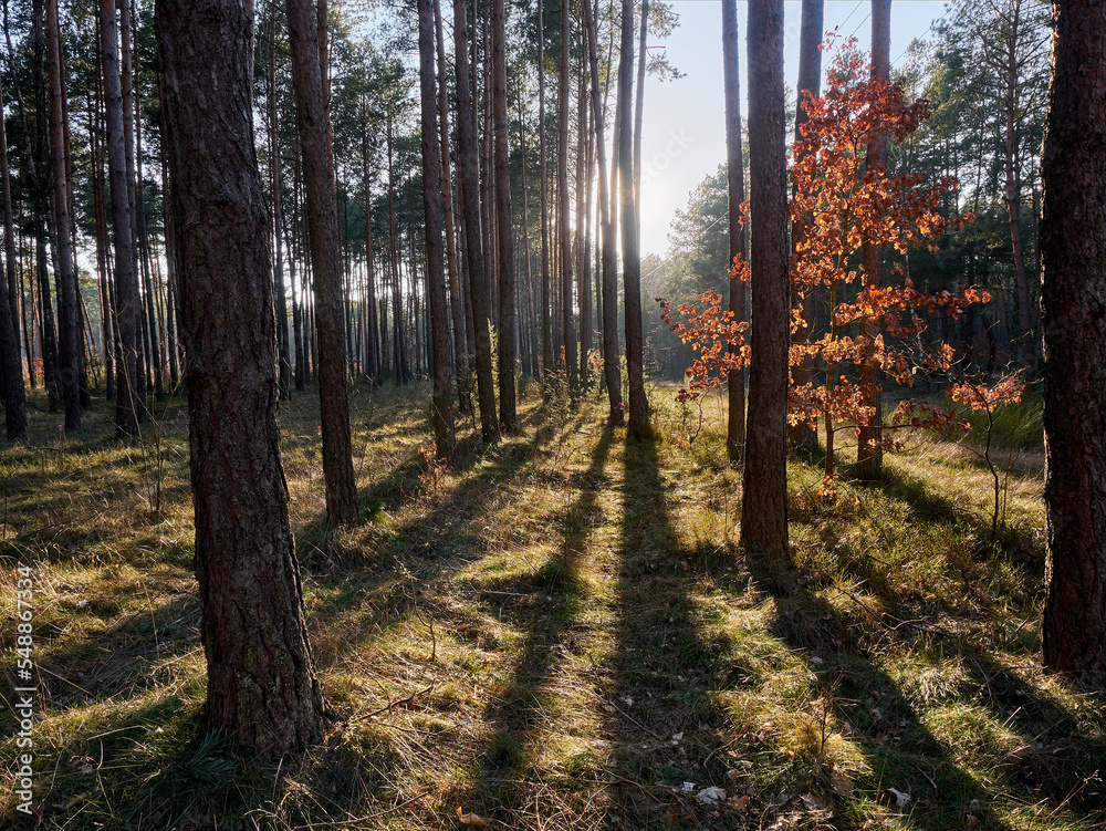Fototapeta premium Morning sun in the pine forest