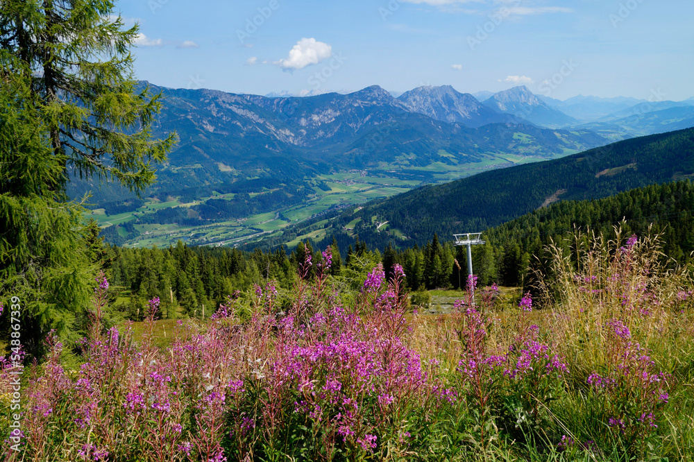 a hiking trail overlooking the beautiful alpine landscape with lush green alpine meadows full of pink flowers in the Austrian Alps of the Schladming-Dachstein region (Steiermark, Austria)