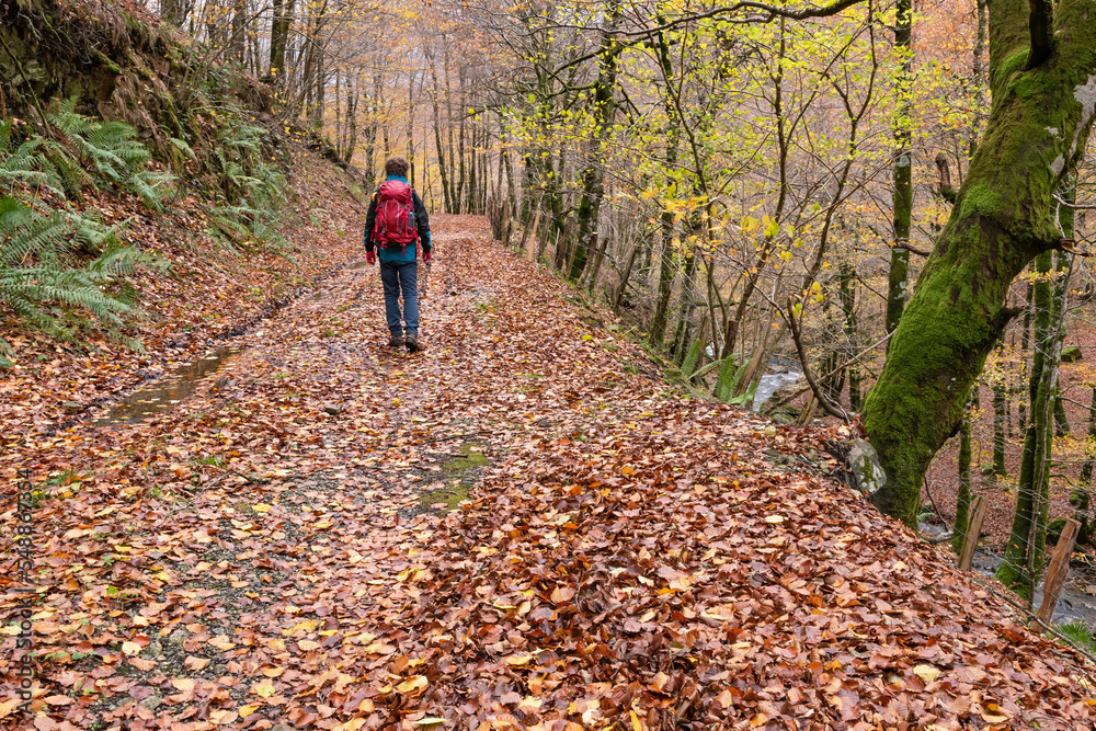 Fototapeta premium Hiker man walking through the forest in autumn