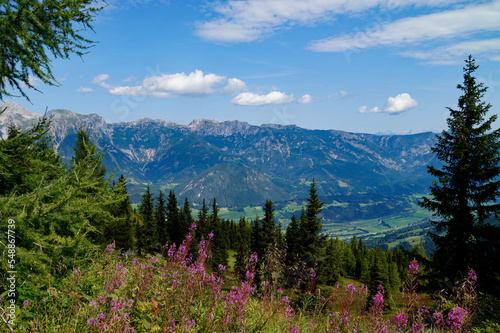 a hiking trail overlooking the beautiful alpine landscape with lush green alpine meadows full of pink flowers in the Austrian Alps of the Schladming-Dachstein region (Steiermark, Austria)