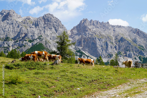 cows grazing on a sunny summer day in the alpine valley by the foot of Dachstein mountain in the Schladming-Dachstein region of the Austrian Alps  Steiermark or Styria  Austria 