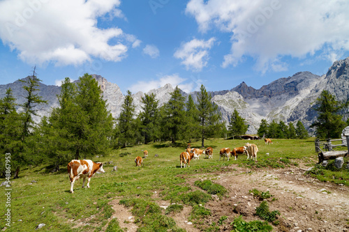 cows grazing on a sunny summer day in the alpine valley by the foot of Dachstein mountain in the Schladming-Dachstein region of the Austrian Alps (Steiermark or Styria, Austria) © Julia