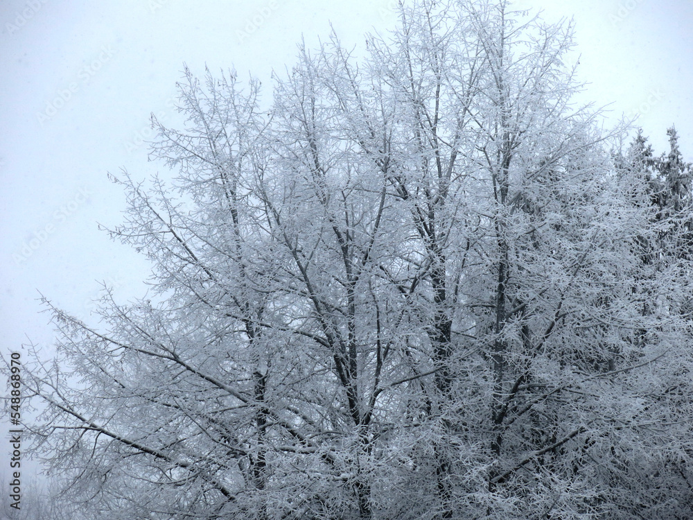 winter panorama: frozen trees ring in the wind with icy branches in the cold winter panorama: frozen trees ring in the wind with icy branches in the cold