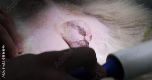 The veterinarian removes hair from the dog's scrotum before castration. Shaved scrotum of a dog close-up. Video with humor. The concept of humor in veterinary medicine. photo