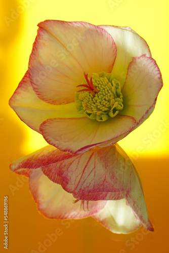 A pink and white hellebore (Christmas rose) reflecting in a mirror