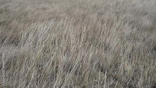 Dry almost monocoloured grass moves quickly in a strong wind.  The foreground is in focus.
 photo