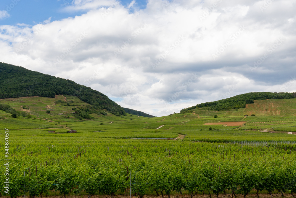 Vineyards in the French countryside to produce wine in the Alsace area, with villages in the background of the vineyards