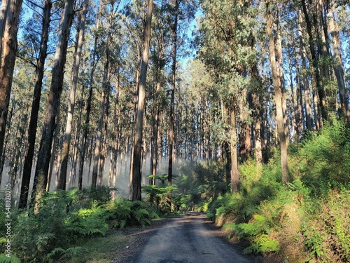 Scenic view of of a path amid high exotic trees and plants in the Yarra Ranges national park photo