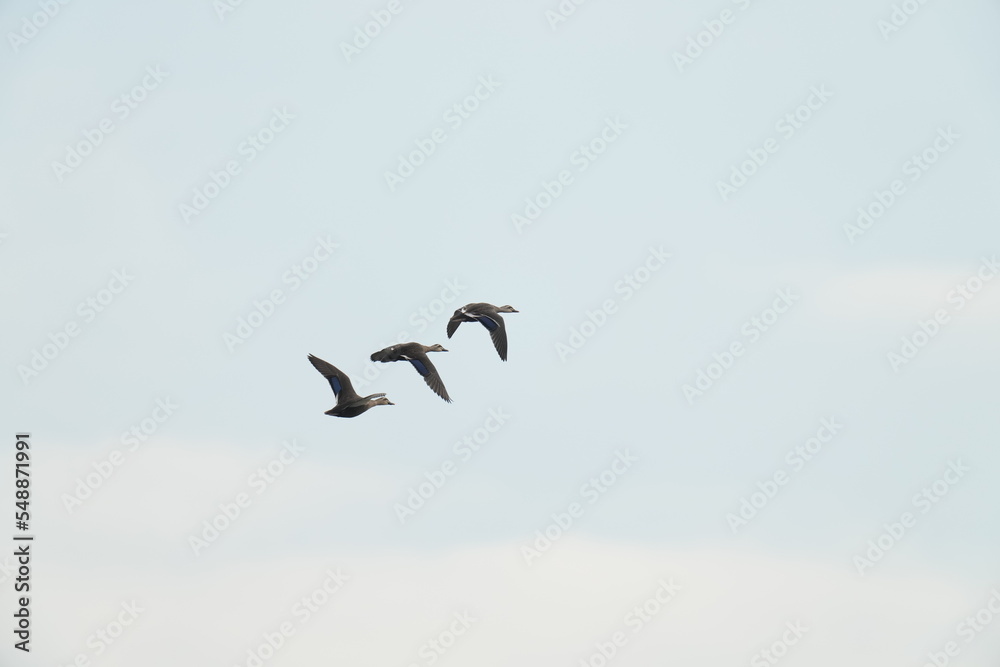 eurasian spot billed duck in flight