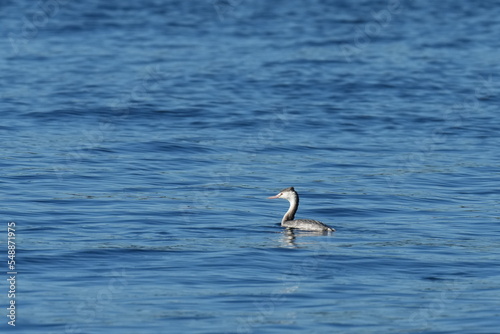 great crested grebe in a sea