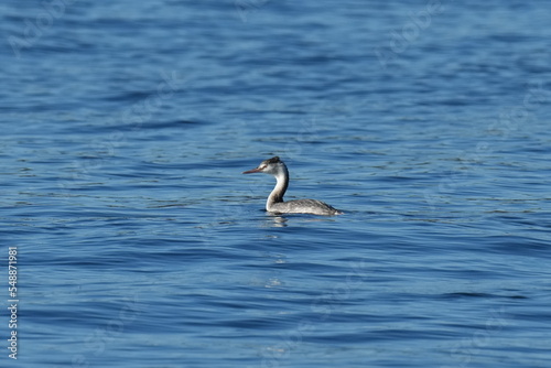 great crested grebe in a sea
