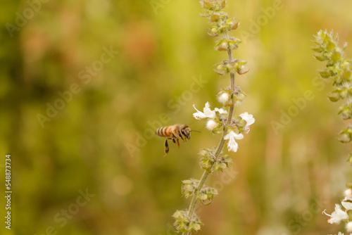 bee on a flower © vihendler