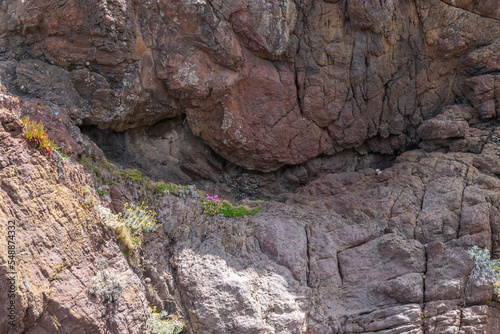 plants on the rocks at the seaside