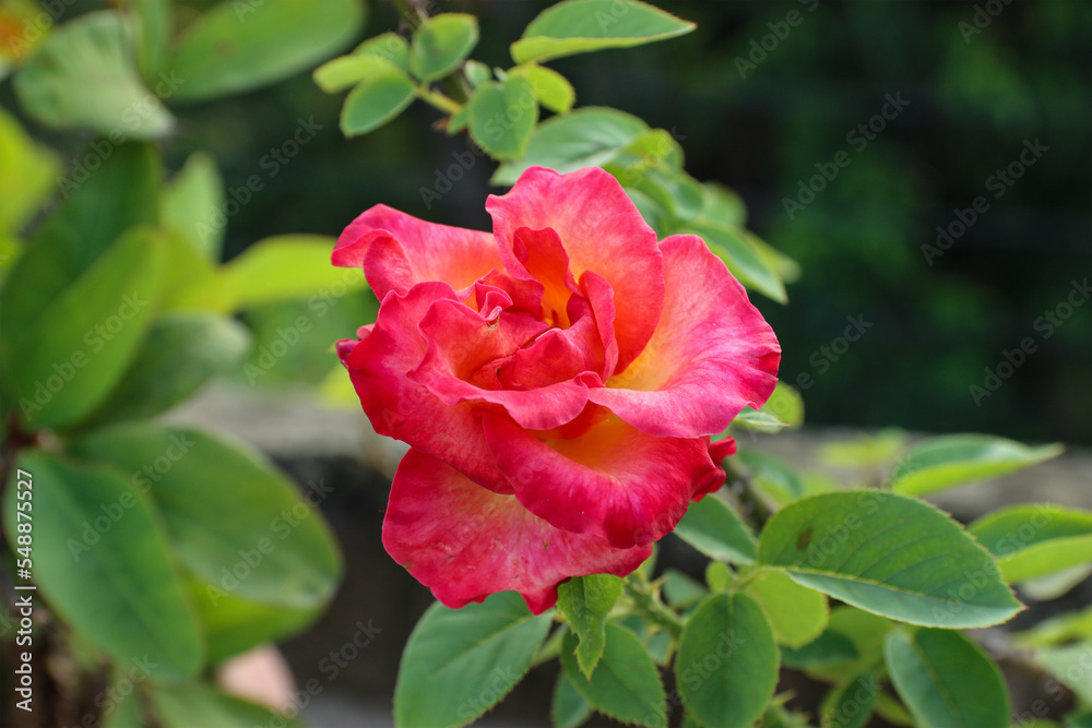 Closeup of a beautiful red rose flower bloom in the garden