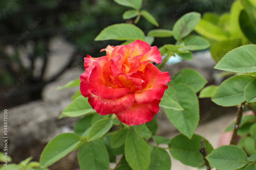 Closeup of a beautiful red rose flower bloom in the garden Closeup of a beautiful red rose flower bloom in the garden