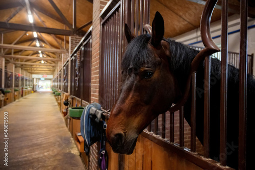 Beautiful horse portrait in warm light in stable