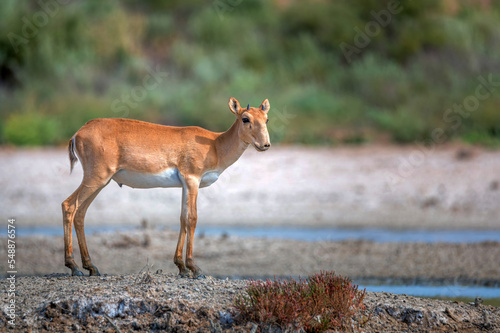 Young saiga antelope or Saiga tatarica walks in steppe photo