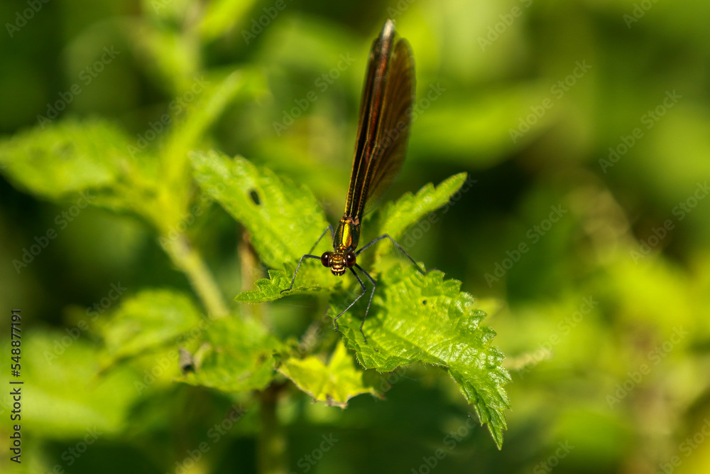 Fototapeta premium Damsel fly perched on a leaf.