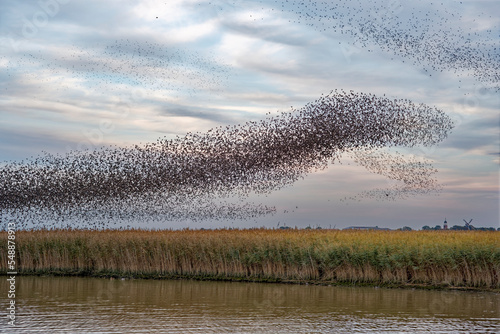 Murmuration of a flock of starlings over reed belt on River Ems, Petkum, East Frisia, Lower Saxony, Germany photo