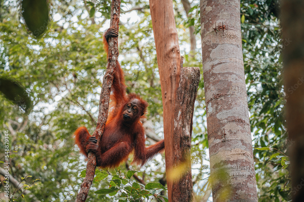 Naklejka premium Portrait of young Bornean Orangutan or Pongo pygmaeus