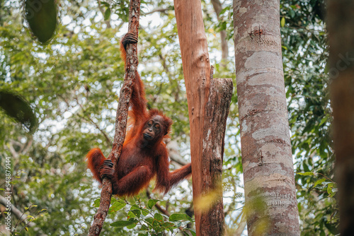 Portrait of young Bornean Orangutan or Pongo pygmaeus © ronnybas
