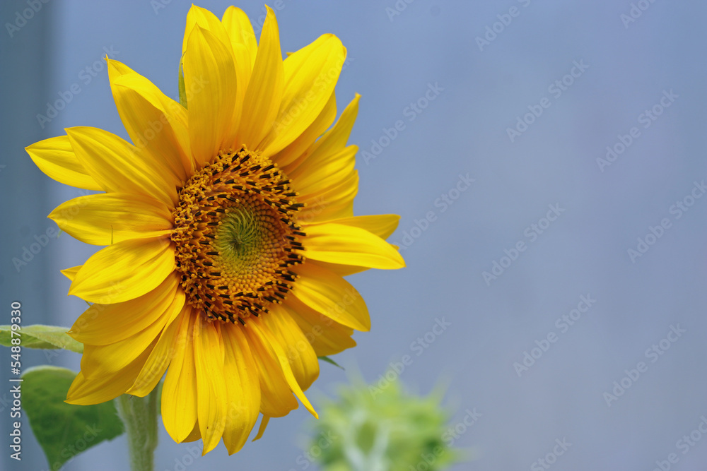 Yellow sunflower flower in close up in a polytunnel Yellow sunflower flower in close up in a polytunnel