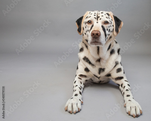 Portrait of a labrador retriever dog painted to look like a cheetah photo