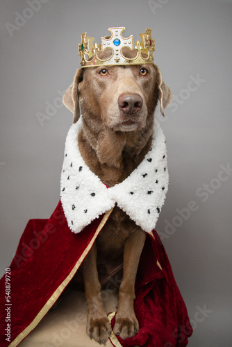 Silver Labrador retriever dog dressed in a robe and crown as a king