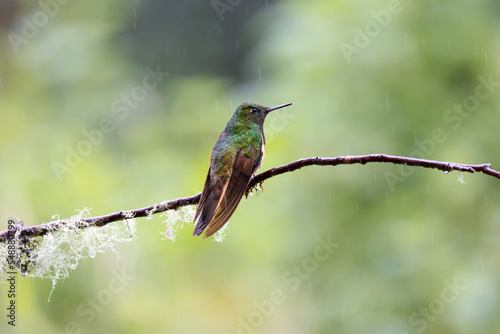 Hummingbird, Cloud Forest of Ecuador