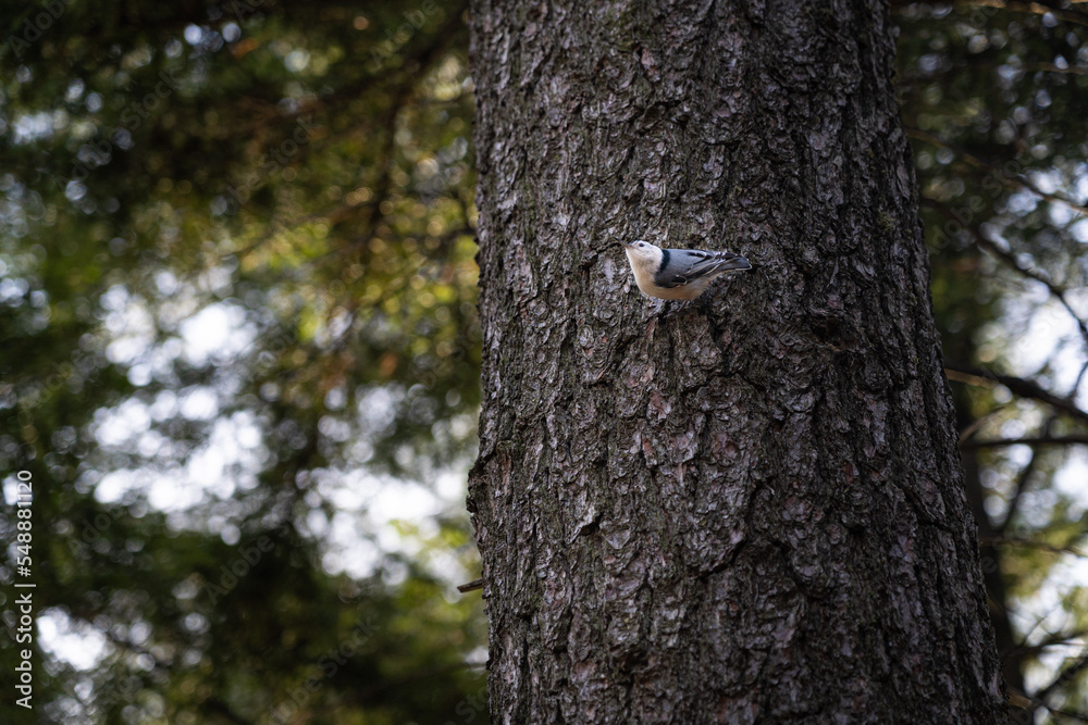 bird on the tree bird on the tree