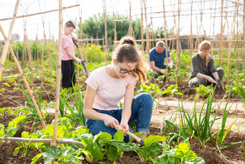 Positive teenage girl hoeing soil while working with family in vegetable garden on summer day.