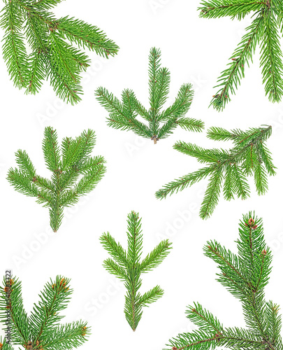 Collection of Christmas tree branches isolated on a white background. Christmas frame.