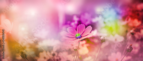 Enchanted garden. Colorful Cosmos Flowers. Blurred, foggy, magic fairy atmosphere © ElenaEmiliya