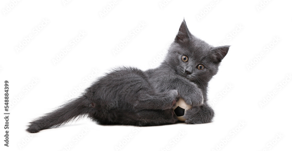 A small gray kitten plays with toy a soccer ball isolated on white background. Cat toys. The cat is a football player. Playing with a football.
