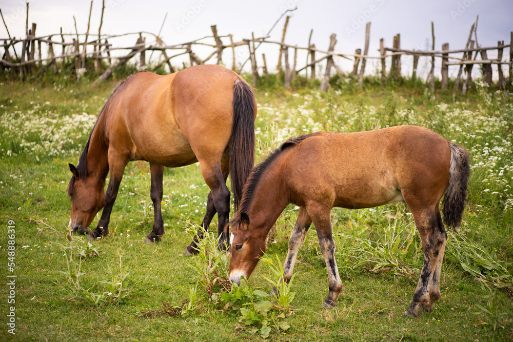 beautiful horses graze in the pasture beautiful horses graze in the pasture